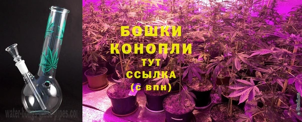 сатива Аркадак